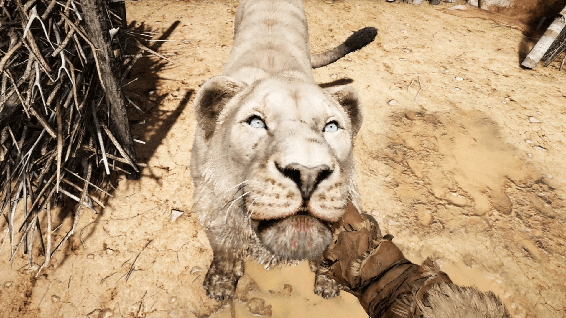 What A Cute Little Cave Lion