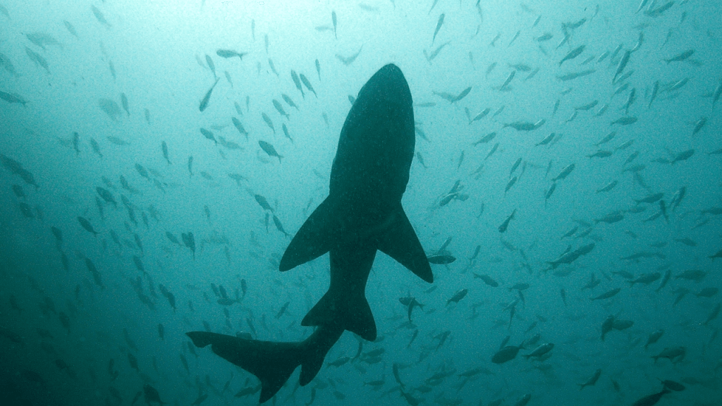 Discovery Channel Shark Week Celebrates 33rd Year Shark Week Discovery Channel shark on the hunt