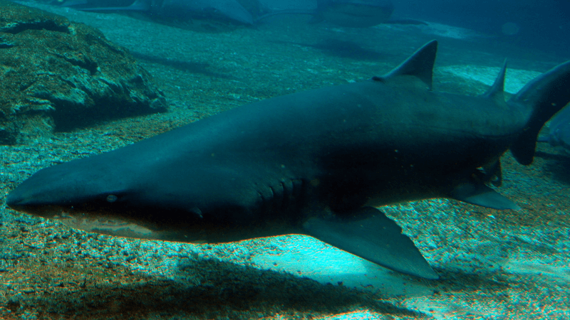 Shark Week Discovery channel ocean floor shark swim