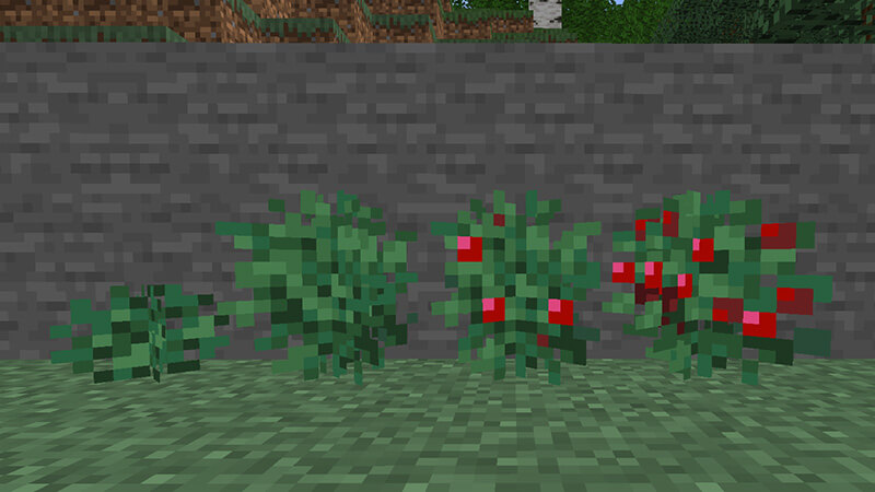 Minecraft Sweet Berry Bushes