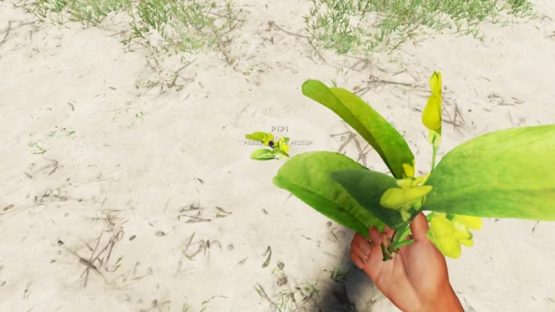 pipi plant stranded deep