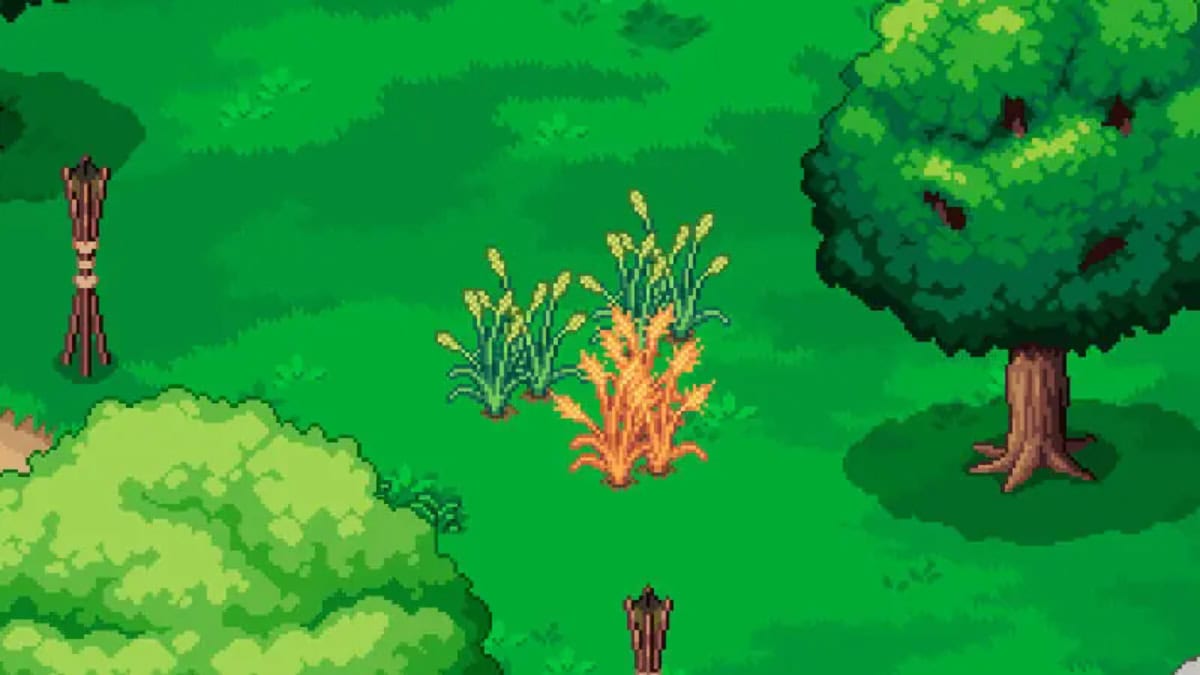 Crops grown from spring seeds in a field