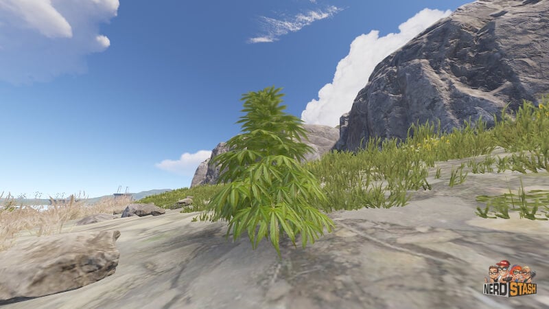 Rust How to Get Cloth Image