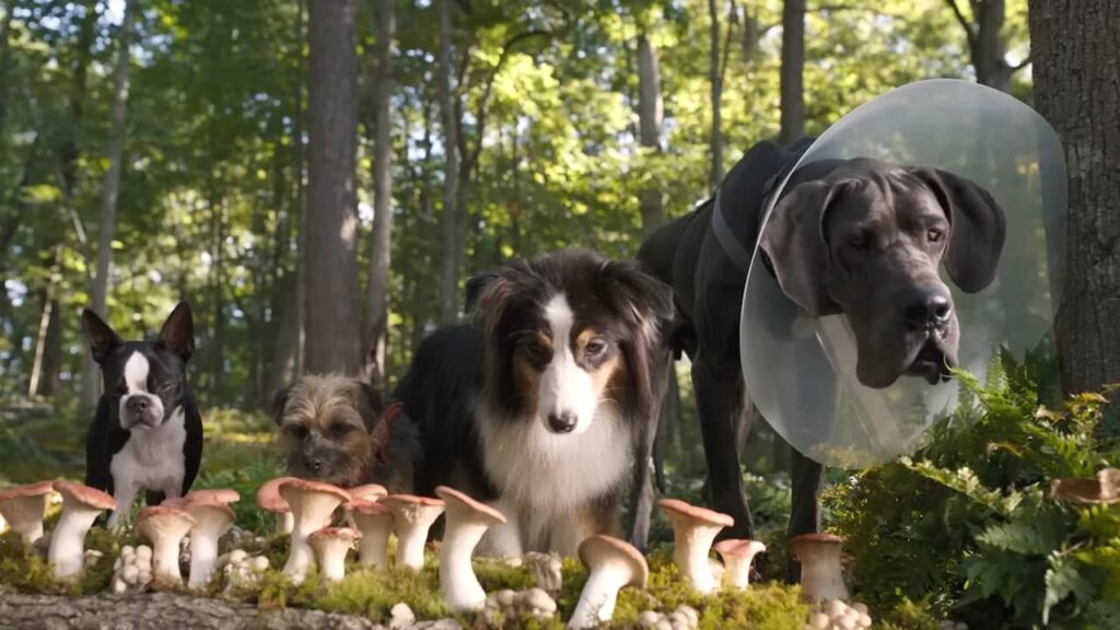 Strays Review: A Ridiculous and Ruff Ride The dogs in Strays about to eat mushrooms.