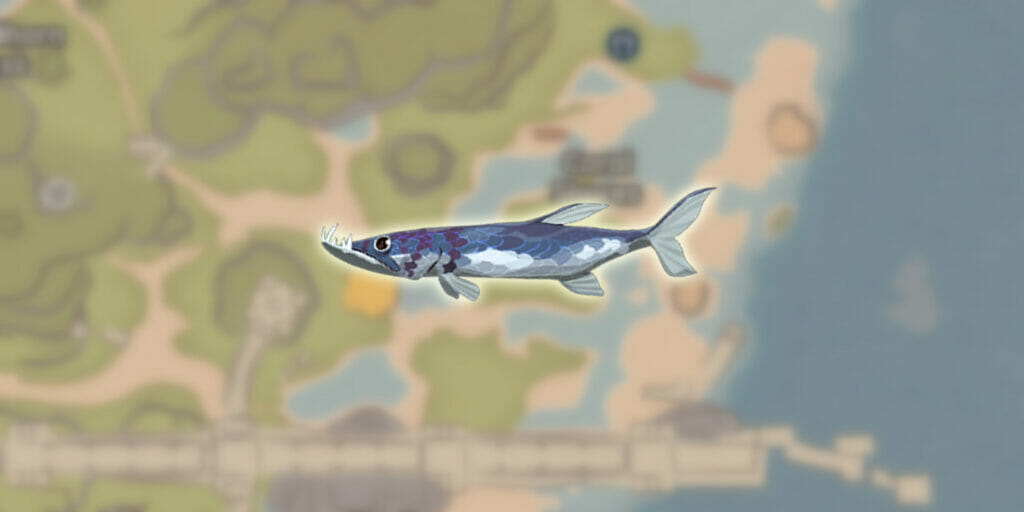 Palia Barracuda