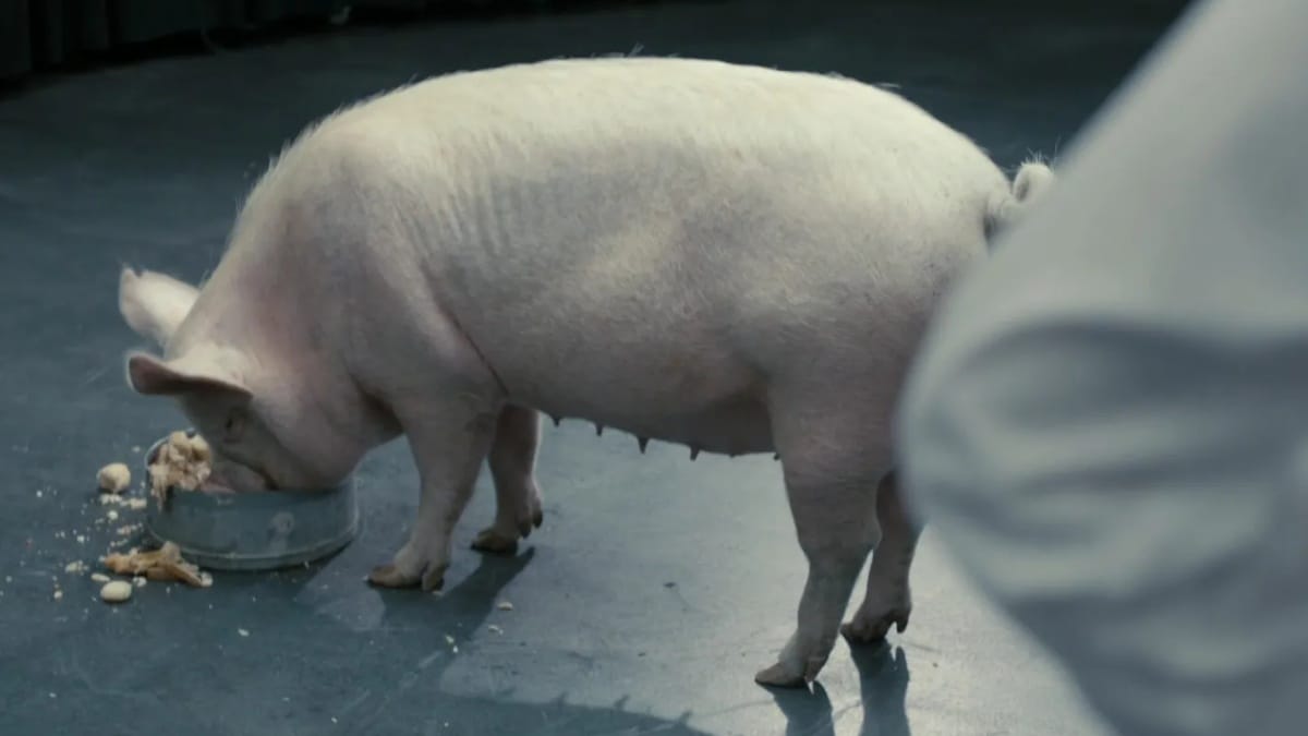 Black Mirror episode about the pig