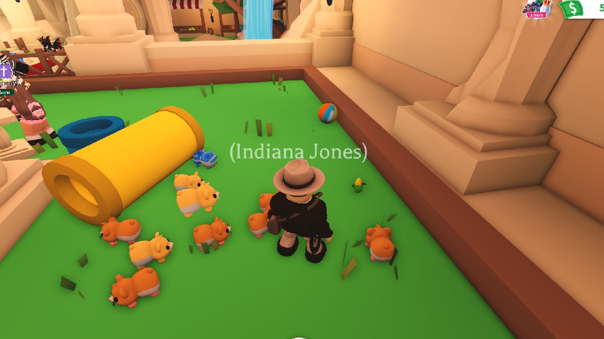 feeding hamsters golden corn in roblox adopt me