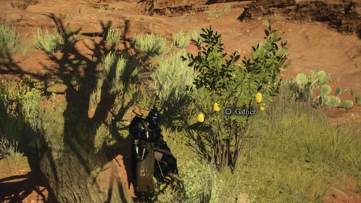 finding quince in dragon's dogma 2