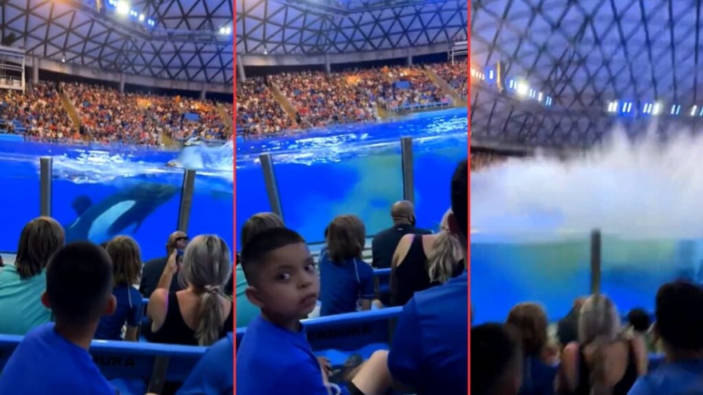 Whale Drops Load at SeaWorld San Antonio, Splash Zone Gets More Than They Bargained For: ‘The Whale Knows Exactly What It Did’ Whale Drops Load at SeaWorld San Antonio, Splash Zone Gets More Than They Bargained For 'The Whale Knows Exactly What It Did'