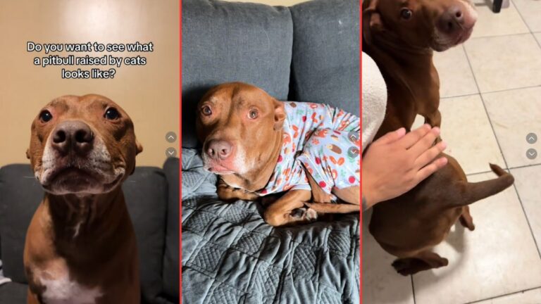 Dog Proves They Can Be a Cat If They Try Hard Enough: ‘I Kept Waiting To See The Dog… Really Cute Cat Though!’ Dog Proves They Can Be Cats If They Try Hard Enough 'I Kept Waiting To See The Dog... Really Cute Cat Though!'
