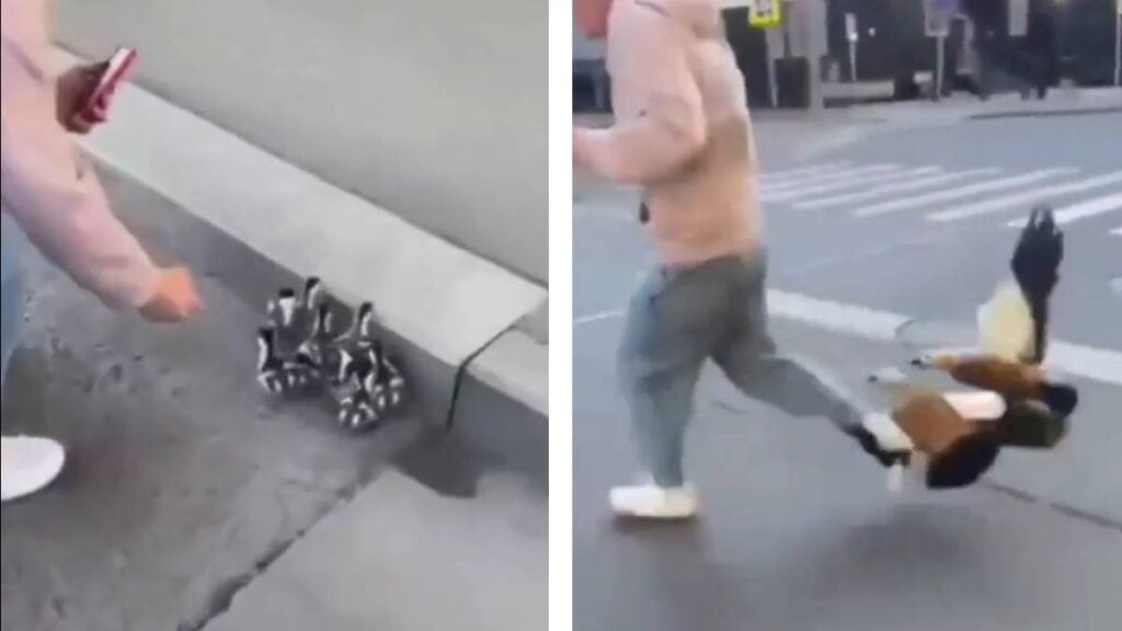 Not Everyone Wants Help From Strangers, and This Mama Duck Is Tired of It ‘Mind Your Own Flappin Business’ Reddit Mama Duck Attack