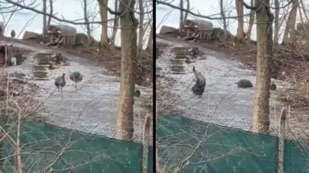Emus Fight for Their Lives Against Their Worst Enemy, The Weather: ‘I Am Emused’ Reddit Emu Slip