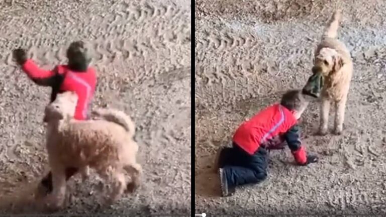 Foolish Kid Tries to Punch a Dog, Finds Out the Hard Way: ‘Who’s the B*tch Now?’ Reddit boy hit a dog