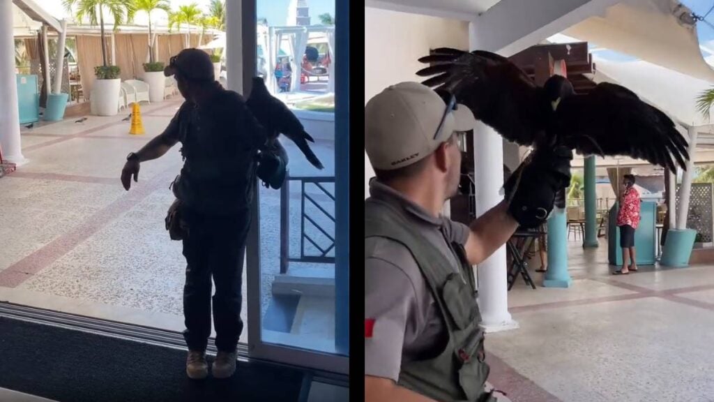 This Cancun Hotel Has the Answer to How Resorts Keep the Pigeon Droppings Under Control: ‘I Would Also Keep My Distance From a Raptor on the Hunt’ Cancun Hotel Hawk Pigeon