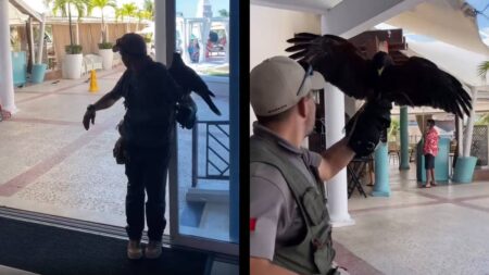 This Cancun Hotel Has the Answer to How Resorts Keep the Pigeon Droppings Under Control: ‘I Would Also Keep My Distance From a Raptor on the Hunt’ Cancun Hotel Hawk Pigeon