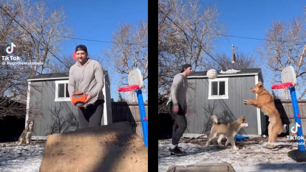 Colorado Dog Influencer Shows The Perfect Landing After a Ball Trick: ‘That’s Goaltending’ Colorado Dog Influencer Landing