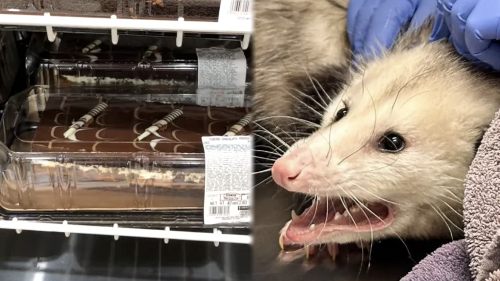 Nebraska Woman Finds Opossum on Her Couch After It Ate an ‘Entire Costco Cake’: ‘Do What You Must, I Have Already Won’ Nebraska Woman Finds Opossum on Her Porch After It Ate an 'Entire Costco Cake'- 'Do What You Must, I Have Already Won'