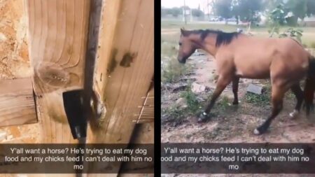 Texas Woman Stops Her Horse From Stealing: ‘I Gotchyo A** Sucka!’ Texas Woman Stealing Horse