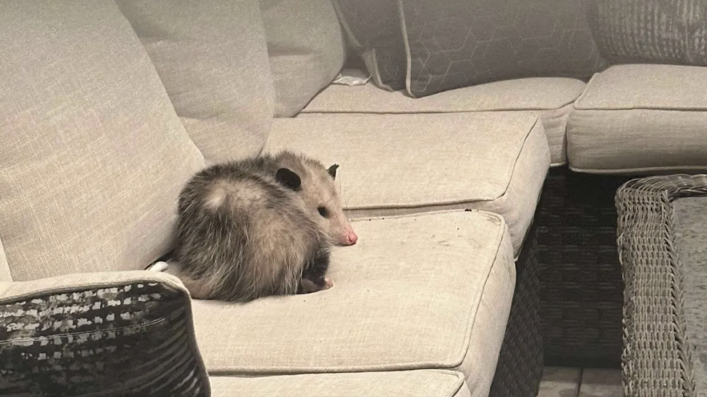 opossum after it chowed down on a Costco chocolate cake