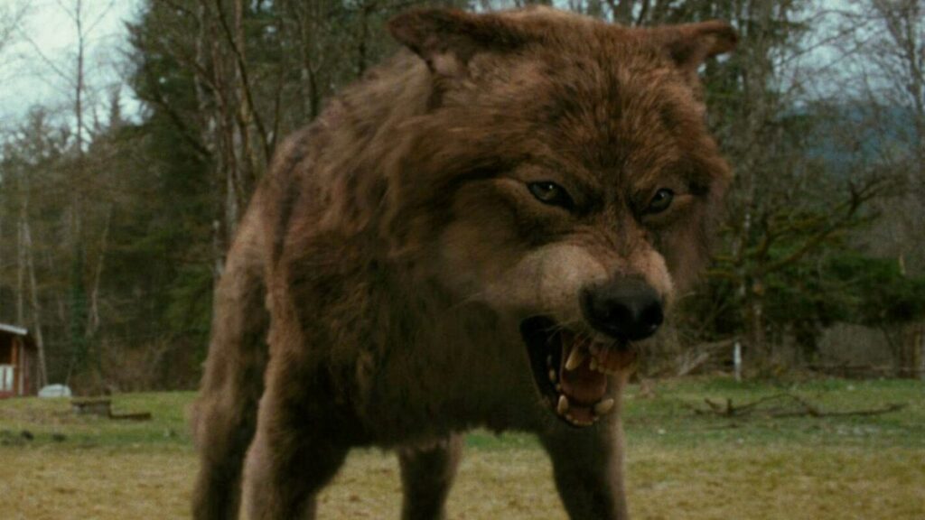 Taylor Lautner's wolf character from Twilight