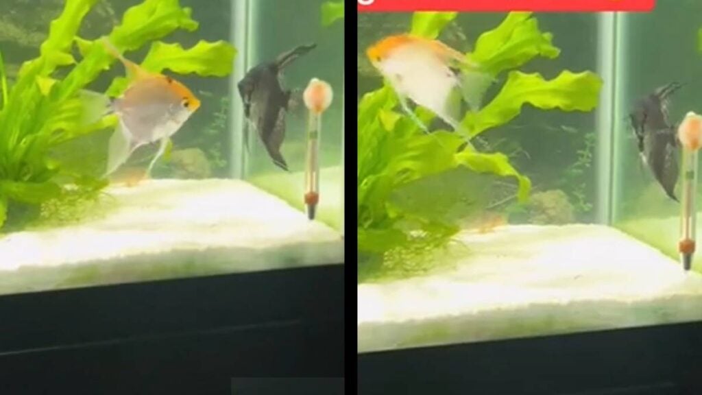 Fish Expert Shows That Angelfish Are Not So Different From Humans: ‘Arguing With Your Significant Other in a Studio Apartment’ Angelfish divorce