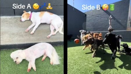 California Dog Daycare Shows the Best Way to Keep Puppies Safe and Happy: ‘More Things in Life Should Be Separated Like This’ California Dog Daycare energy