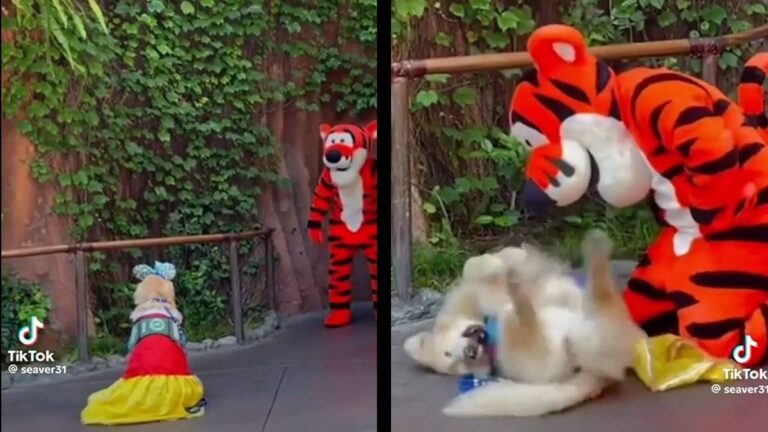 Dog Has the Best Day of Her Life Meeting Her Favorite Character at Disneyland California, but Social Media Doesn’t Like It: ‘This Dog Is Probably Nervous AF’ Disneyland California Dog meet Tigger