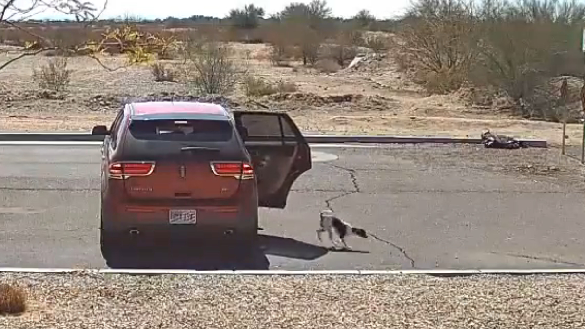 Abandoned pet dog in Arizona.