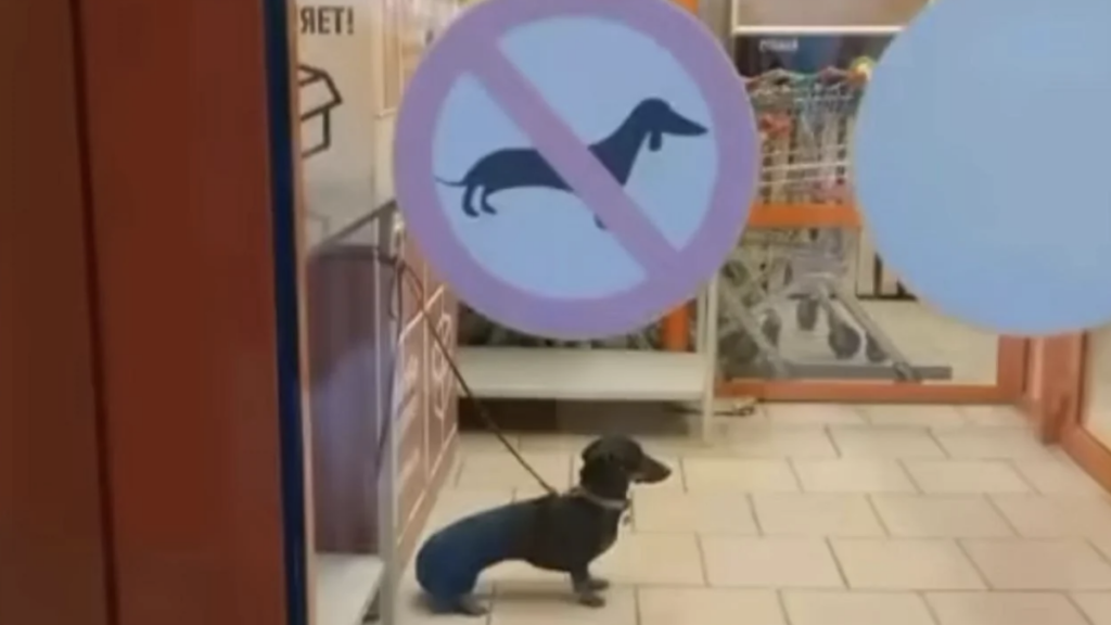 Dog Inside 'No Pets Allowed' Store
