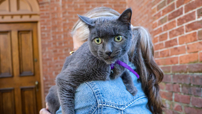 Iowa Woman's Neighbor Threatens To Have Pet Cat Euthanized for Biting Her 4-Year-Old Son