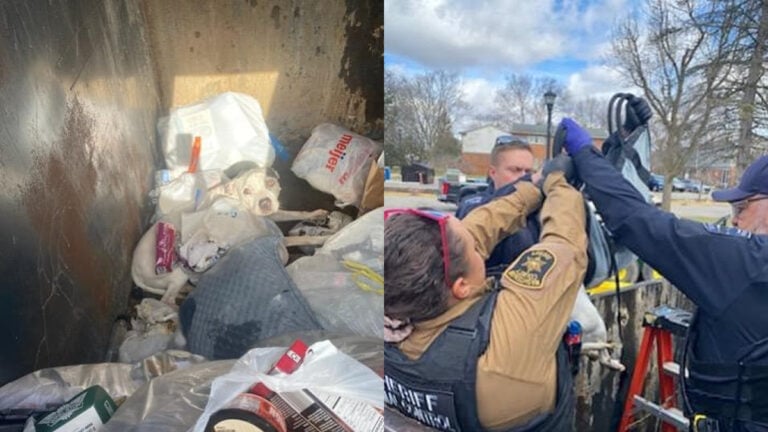 Michigan Dog With Giant Tumor Rescued From Filthy Dumpster by Humane Society of Huron Valley: ‘What Is Wrong With People'