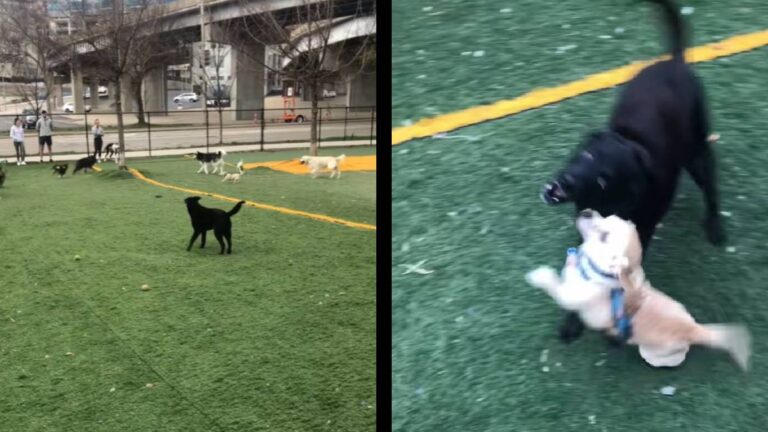 Ohio Special Needs Dog friend