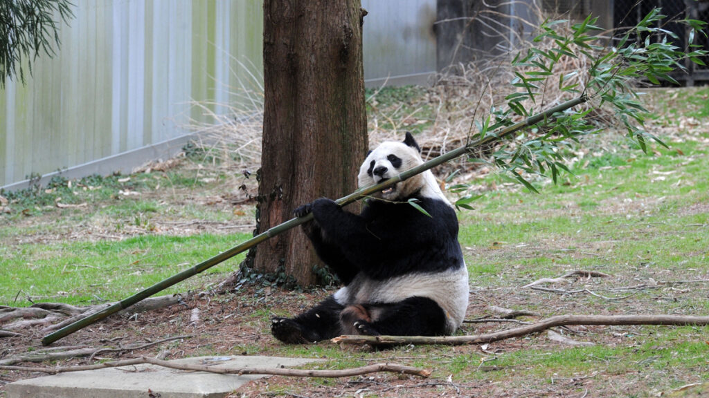 Giant Pandas Tian Tian and Mei Xiang at Smithsonian's National Zoo in Washington DC