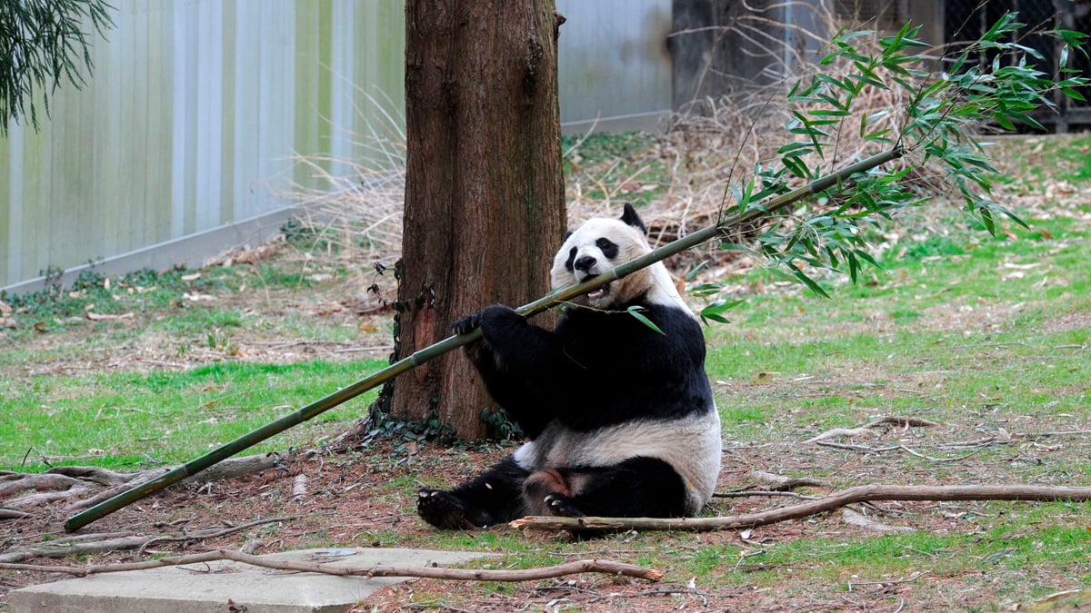 Giant Pandas Tian Tian and Mei Xiang at Smithsonian's National Zoo in Washington DC