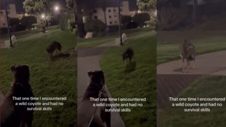 California Woman With No 'Survival Skills' Encounters a Wild Coyote With Her Dog: 'Helga Needs A Raise After This'