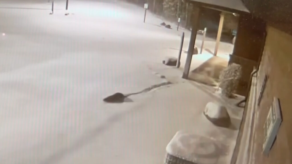 Wisconsin Zoo’s Otter Duo Escapes During Snowstorm, Enjoys Snowy Frolics: ‘We Otter Here’ Wisconsin Zoo’s Otter Duo Escapes During Snowstorm, Enjoys Snowy Frolics: ‘We Otter Here'