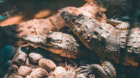 Alligator and Crocodile fight in Florida