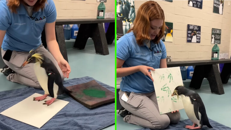 marley the penguin making art in moody gardens, texas