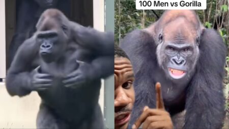 gorilla beating its chest in 100 men vs gorilla article
