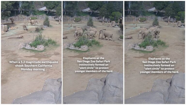 Elephants in San Diego Zoo Form ‘Alert Circle’ & Protect Themselves During Earthquake in Rare Footage: ‘THEY PUT THE SMALLEST ONE IN THE MIDDLE’ Elephants in San Diego Zoo form a circle of trust during earthquake