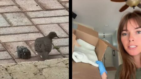 Florida Influencer Gets Caught up in Bird Drama, but She Isn’t Afraid To Take Someone Under Her Wing: ‘This Is My Attempt at a Nest’ Florida baby pigeon nest
