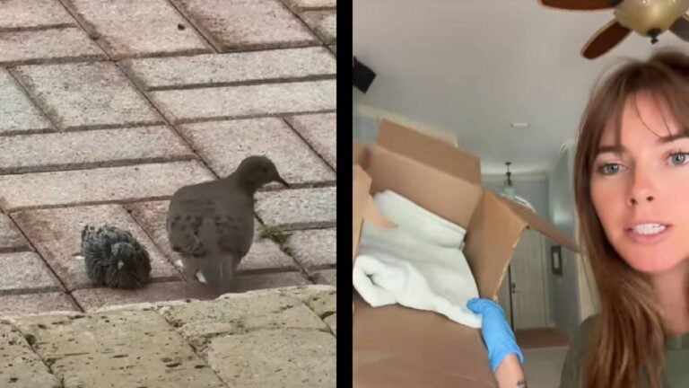 Florida Influencer Gets Caught up in Bird Drama, but She Isn’t Afraid To Take Someone Under Her Wing: ‘This Is My Attempt at a Nest’ Florida baby pigeon nest