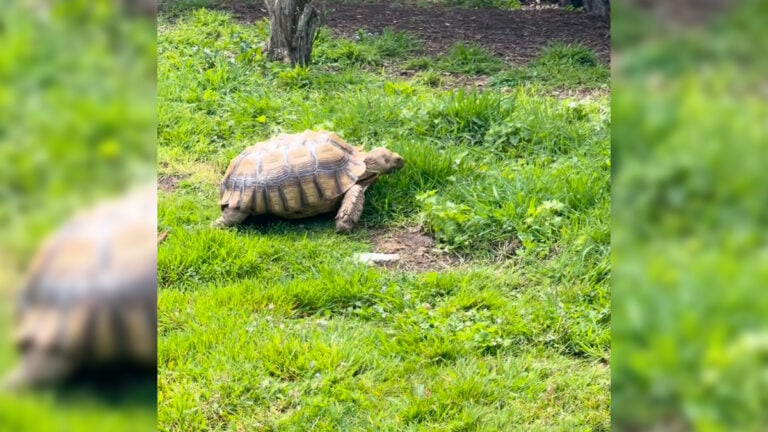 Golden Gate Park Tortoise