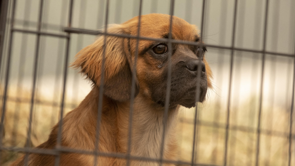 Michigan Male Karen Calls Police on Neighbor, Falsely Accuses Her of Dog Theft Based on Her Race: ‘People Are Dumb and Unpredictable’ Michigan Male Karen Calls Police on Neighbor, Falsely Accuses Her of Dog Theft