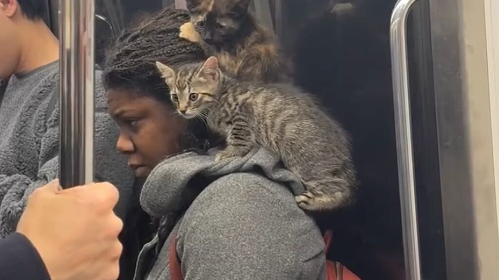 New York woman riding the subway with two rescued cats
