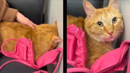 A Tennessee Cat Proves That Animals Need Some Emotional Support, Too: ‘This Is So Orange Cat Coded’ Tennessee cat bikini emotional support
