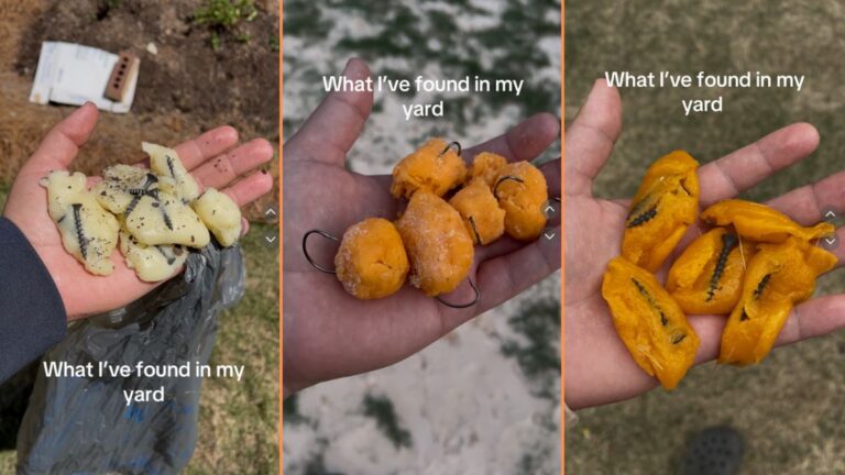 Texas Dog Owner Finds Poisoned Dog Treats in Backyard 'This is so Alarming'