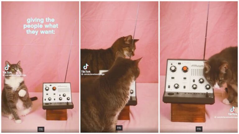 These Philadelphia Cats Playing the Theremin Is Purr Joy: ‘I Needed This!!! ❤️❤️❤️’ Philadelphia cats playing the theremin