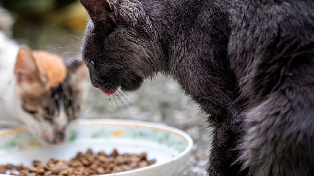 Los Angeles LAPD Officer Sues Boss for Caring for Feral Cats on the Clock: ‘Why Is This Even a Lawsuit?’ Los Angeles LAPD Officer Sues Boss for Caring for Feral Cats on the Clock: ‘Why Is This Even a Lawsuit?’