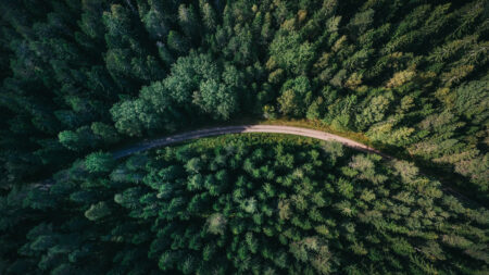 Washington Forests on the Chopping Block: Trump Opens Logging Floodgates: ‘This Will Not Go Well'